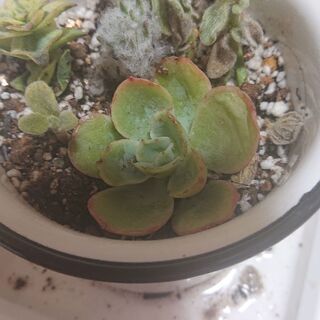 多肉植物が好きな方お友達になりませんか？ - 友達