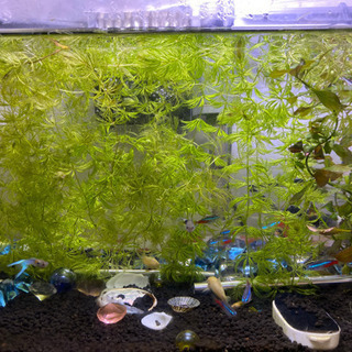 グッピーや熱帯魚