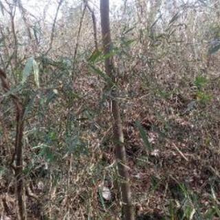 山林貸します　要整備　売買も可 − 群馬県