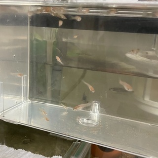 熱帯魚 グッピー 稚魚