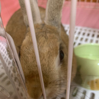 アレルギーになってしまい飼えなくなってしまいました。