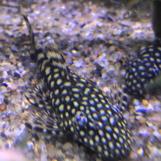 熱帯魚　プレコ　ブルーアイゴールデンブッシー×ブッシープレコ