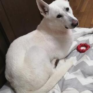 ✡大型犬友達✡