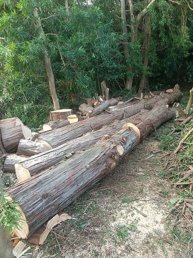 檜の丸太直径５０ｃｍ～７０ｃｍ、長さ３ｍ位