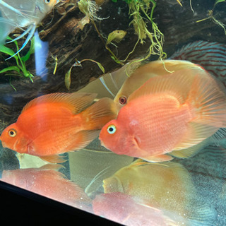 熱帯魚　パロット　淡水　
