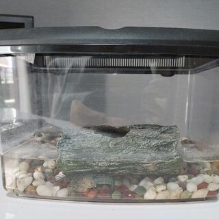 ザリガニの画像