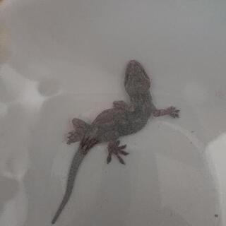 (お礼)ヤモリ 無事里親さまにお渡ししました