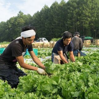 【富士見】農作業スタッフ大募集！未経験者大歓迎！！の画像