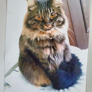 迷子猫を探しております