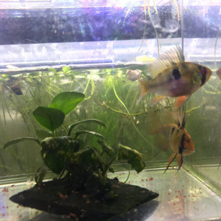 ドイツラミレジィの稚魚になります。最終値下げ