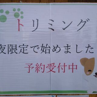夜間専門でトリミング始めました！の画像