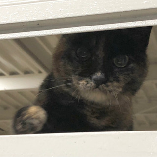 【天国へ逝きました】サビ猫ちゃんを助けてください！
