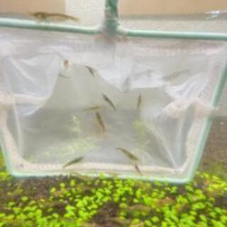 お安く譲ります。ヤマトヌマエビ　稚エビ　10匹＋αの画像