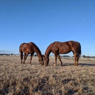 乗馬クラブ厩務員