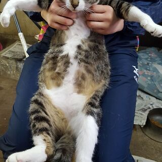 保護猫ざらめくん・(トライアル中)里親さんを募集しています