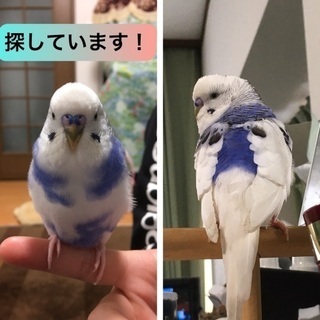 セキセイインコが迷子になりました。