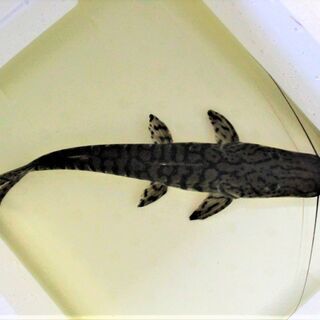 タイガーシャベルノーズ　（カラパリ）３３ｃｍ±