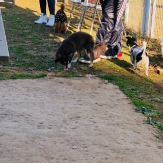 犬友達🐶 − 千葉県