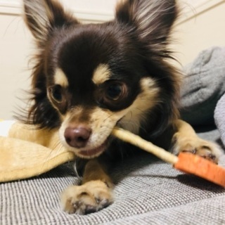犬友達🐶 - 友達