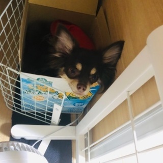 犬友達🐶 - 市川市