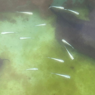 メダカ　極龍　2ペア ①の画像