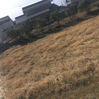 庭の整理