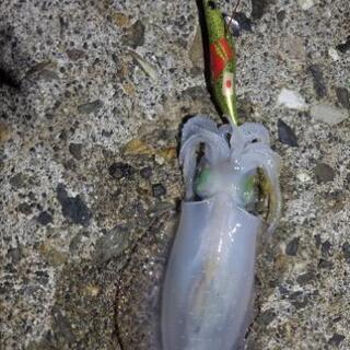釣り連れて行ってくれる仲間募集！