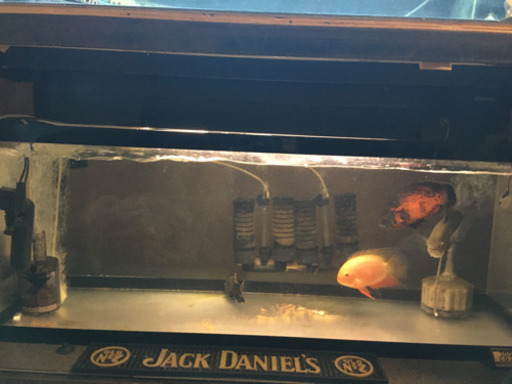 1200水槽今週限り価格