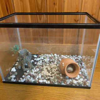 金魚水槽　大