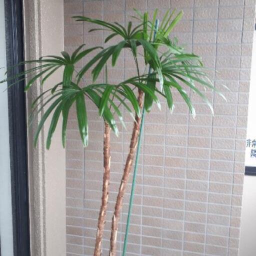 観葉植物シュロ竹