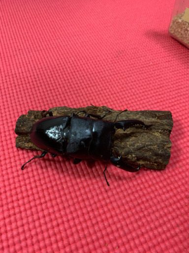 パラワンオオヒラタクワガタ♂単品