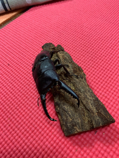 パラワンオオヒラタクワガタ♂単品