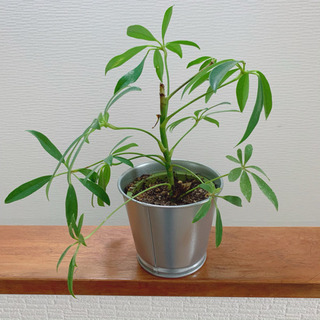 カポック 観葉植物 植物苗