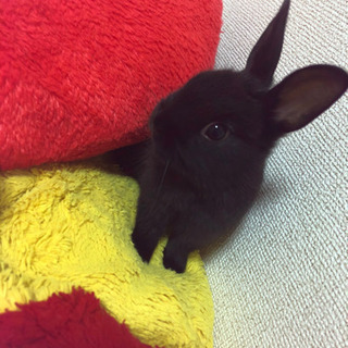 うさぎ 里親募集です