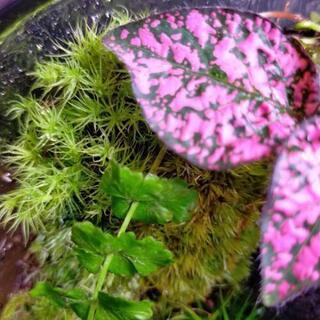 森の鼓動➁、苔テラリウムの画像