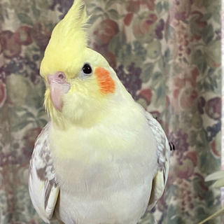 オカメインコを探しています