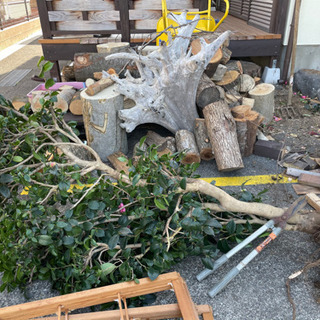 椿　苗　植木