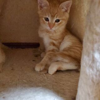 ２匹の子猫の里親募集です!!