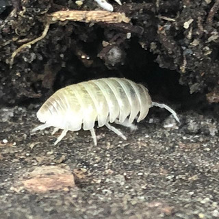 アルビノオカダンゴムシT-
