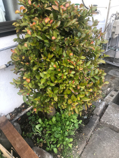 高さ1.6メートルの樹木一本、1万円で売ります。