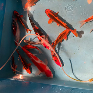 錦鯉など鑑賞魚に興味のある方
