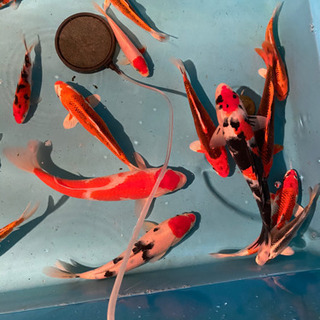 錦鯉など鑑賞魚に興味のある方 - 東海市