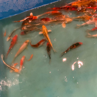錦鯉など鑑賞魚に興味のある方 - メンバー募集