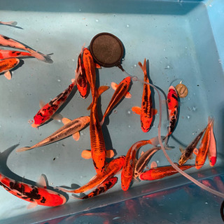 錦鯉など鑑賞魚に興味のある方 - 友達
