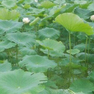 蓮田の肥料散布・種れんこんの植え付け等