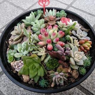 ＊多肉植物＊ 寄せ植え 0212赤