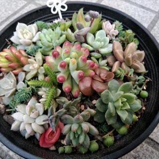 ＊多肉植物＊ 寄せ植え 0212白