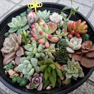 ＊多肉植物＊ 寄せ植え  0212黄
