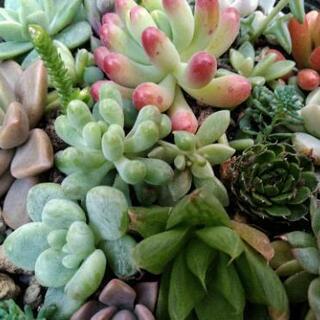 ＊多肉植物＊ 寄せ植え  0212黄の画像