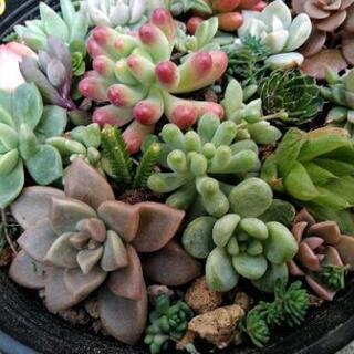 ＊多肉植物＊ 寄せ植え  0212黄の画像